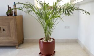 decoração de bambu